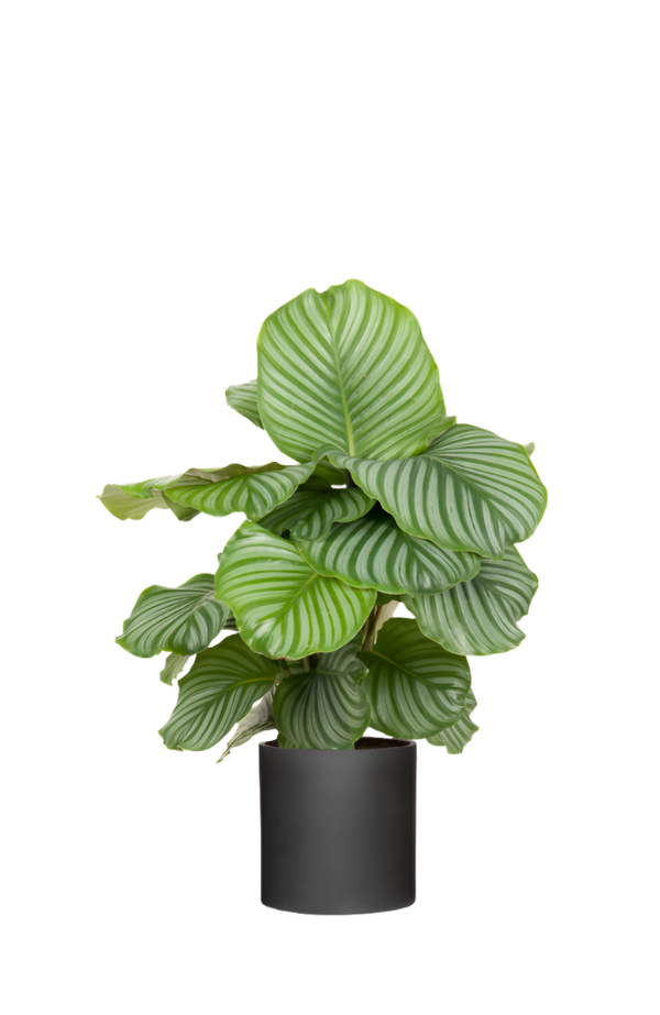 Calathea Orbifolia - Korbmarante Ø:24 H:70 cm