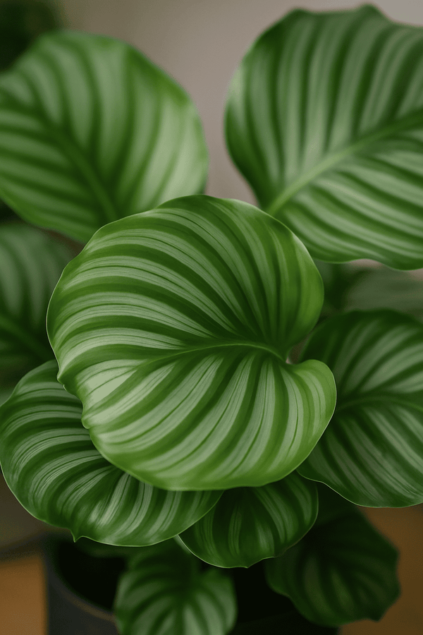 Calathea Orbifolia - Korbmarante Ø:24 H:70 cm