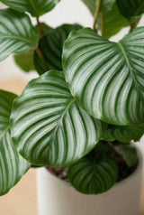 Calathea Orbifolia - Korbmarante - Finestgreen