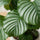 Calathea Orbifolia - Korbmarante - Finestgreen