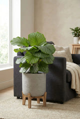 Calathea Orbifolia - Korbmarante - Finestgreen