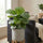 Calathea Orbifolia - Korbmarante - Finestgreen
