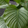 Calathea Orbifolia - Korbmarante - Finestgreen
