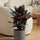 Calathea Ornata - Korbmarante - Finestgreen