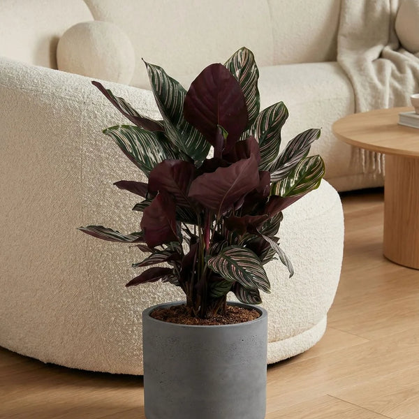 calathea ornata größe Korbmarante kaufen - Calathea Ornata Zimmerpflanze Ø:27 H:80 cm