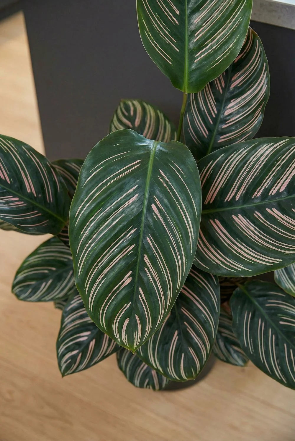 Calathea Ornata - Korbmarante Ø:19 H:80 cm
