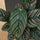 Calathea Ornata - Korbmarante - Finestgreen