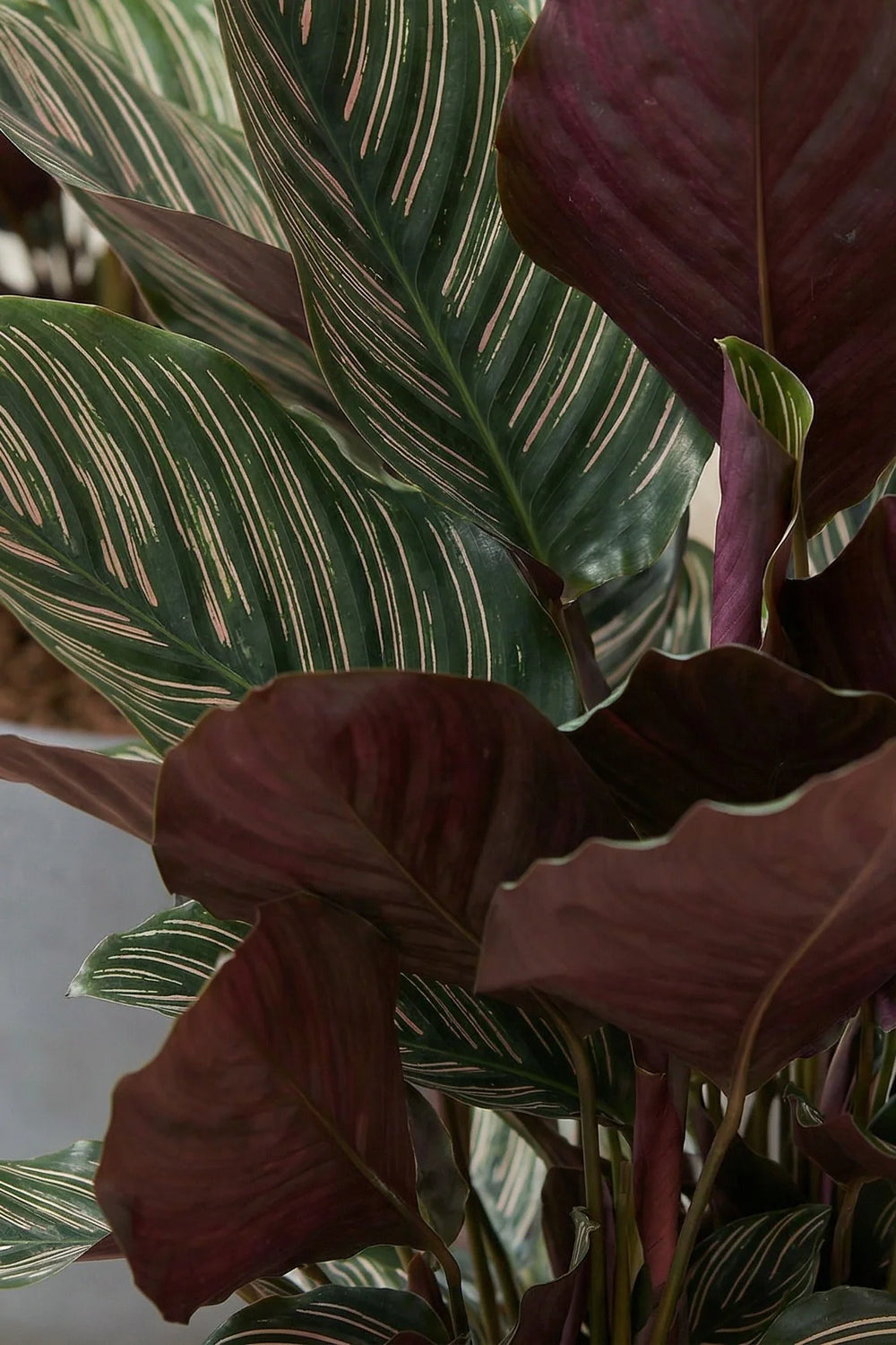 calathea ornata größe Korbmarante kaufen - Calathea Ornata Zimmerpflanze Ø:27 H:80 cm