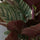 Calathea Ornata - Korbmarante - Finestgreen