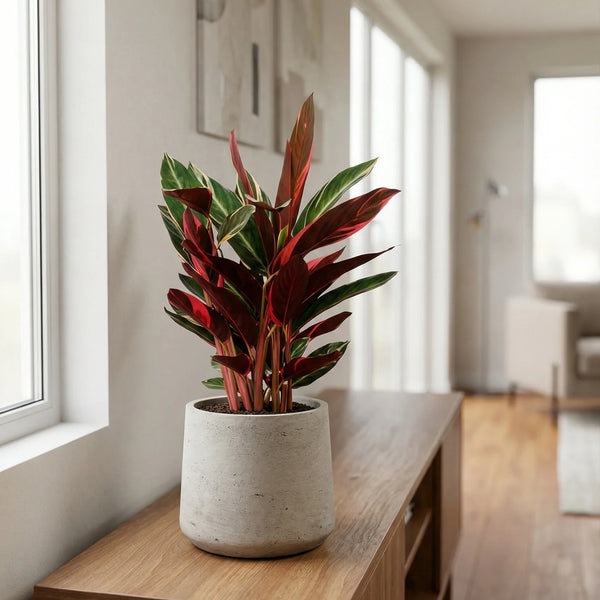 Calathea Triostar - Zimmerpflanze H: 60 cm Topf-Ø 19 cm