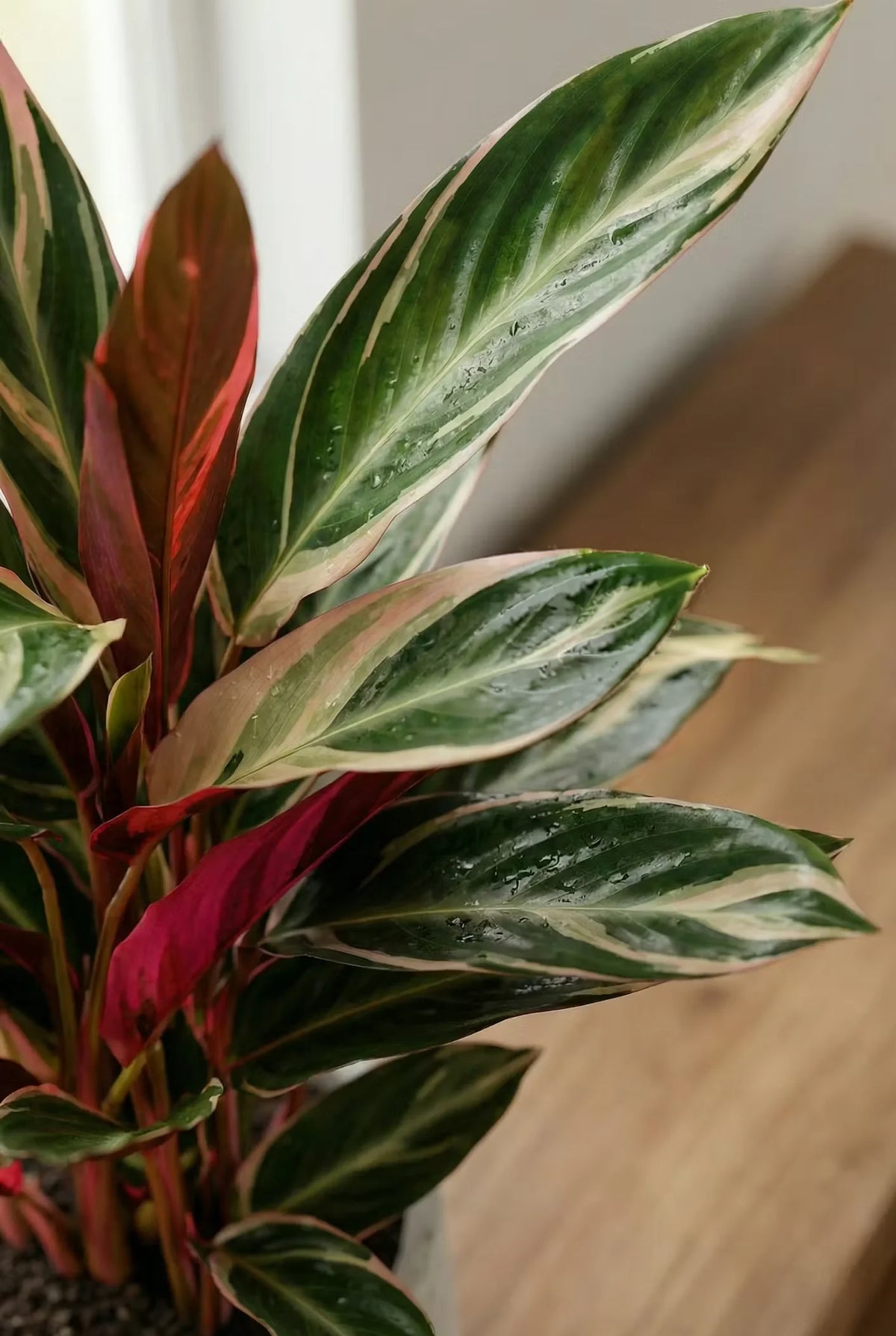Calathea Triostar - Zimmerpflanze H: 60 cm Topf-Ø 19 cm