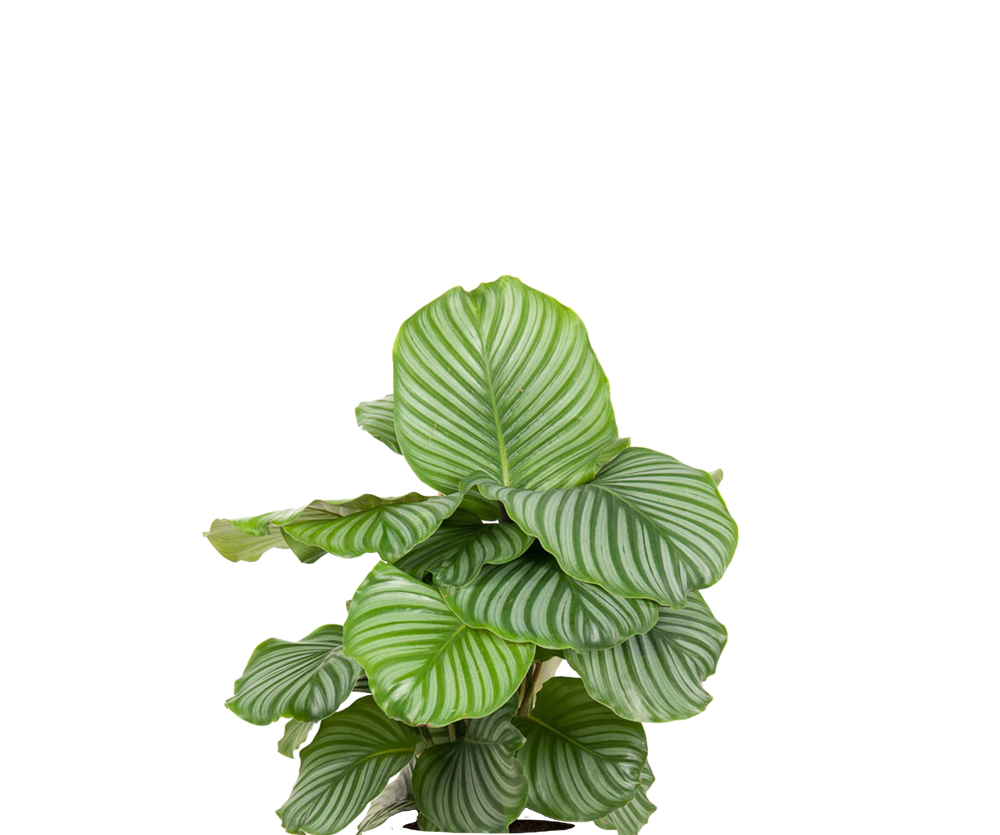 Calathea Orbifolia - Korbmarante Ø:27 H:70 cm