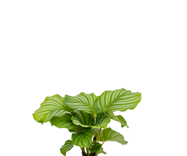 Calathea Orbifolia Mini