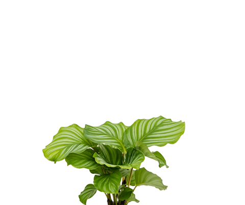 Calathea Orbifolia - Korbmarante Ø:14 H:35 cm