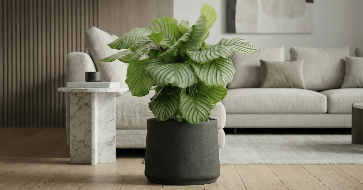 Calathea Orbifolia mit Patt Black Washed Pflanzkübel
