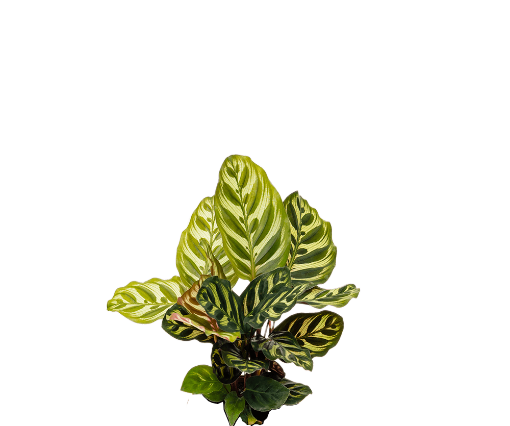 Calathea makoyana - Korbmarante Ø:14 H:45 cm