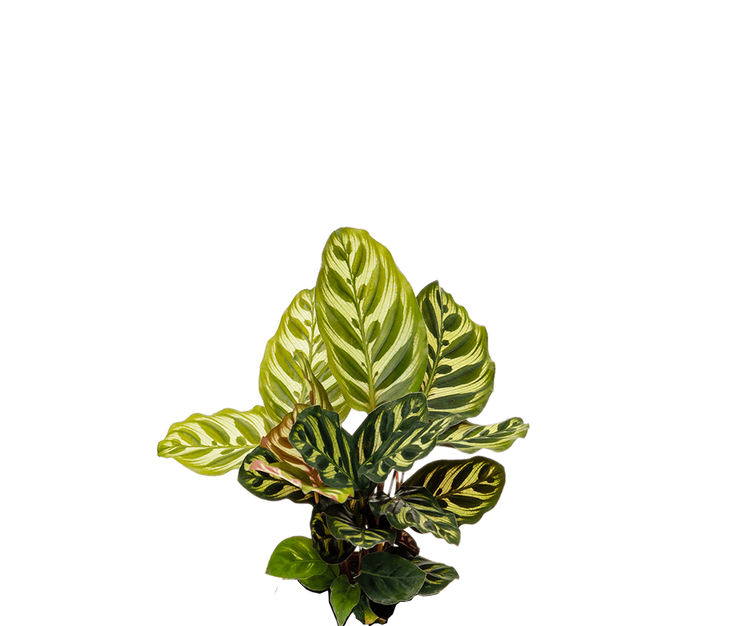 Calathea makoyana - Korbmarante Ø:14 H:45 cm