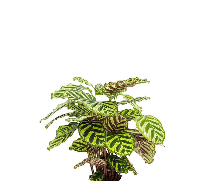Calathea makoyana - Korbmarante Ø:17 H:65 cm