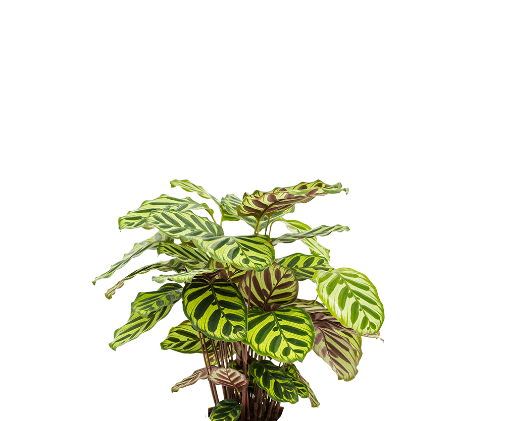 Calathea makoyana - Korbmarante Ø:17 H:65 cm