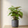 Calathea makoyana - Korbmarante