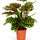 Calathea makoyana - Korbmarante