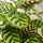 Calathea makoyana - Korbmarante