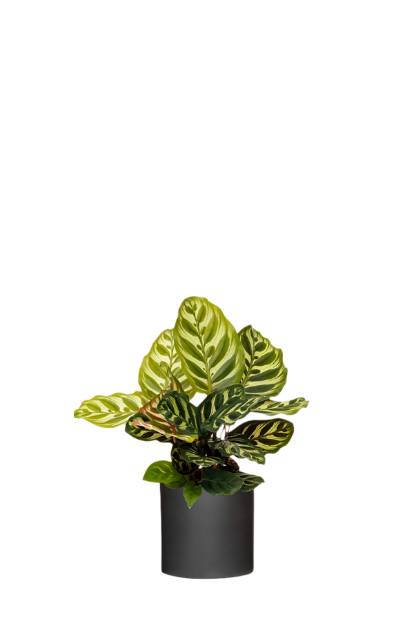 Calathea makoyana - Korbmarante Ø:14 H:45 cm