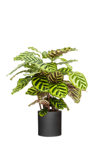 Calathea