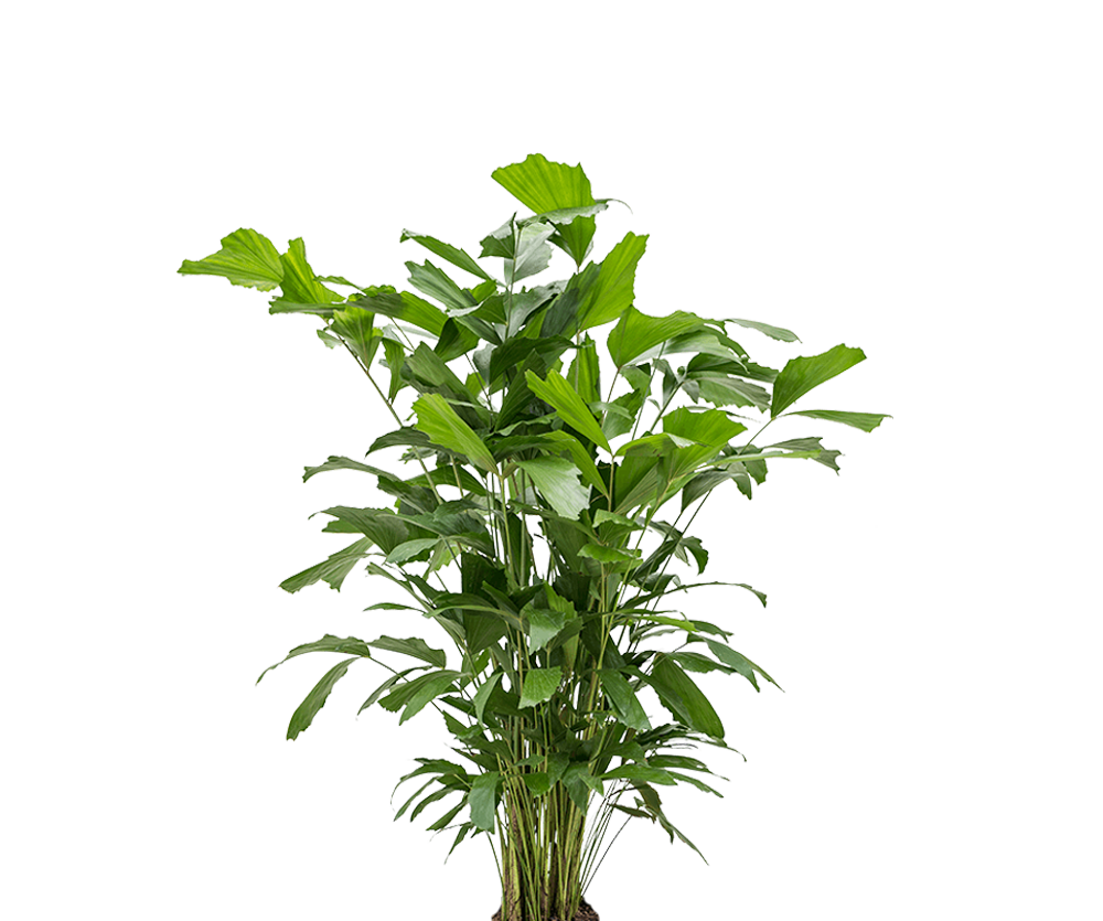 Fischschwanzpalme - Caryota Mitis Ø:24 H:130 cm