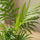 Chamaedora Elegans - Bergpalme Ø:17 H:60 cm Finestgreen 