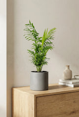 Chamaedora Elegans - Bergpalme Ø:17 H:60 cm Finestgreen 