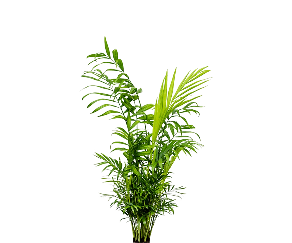 Chamaedora Elegans - Bergpalme