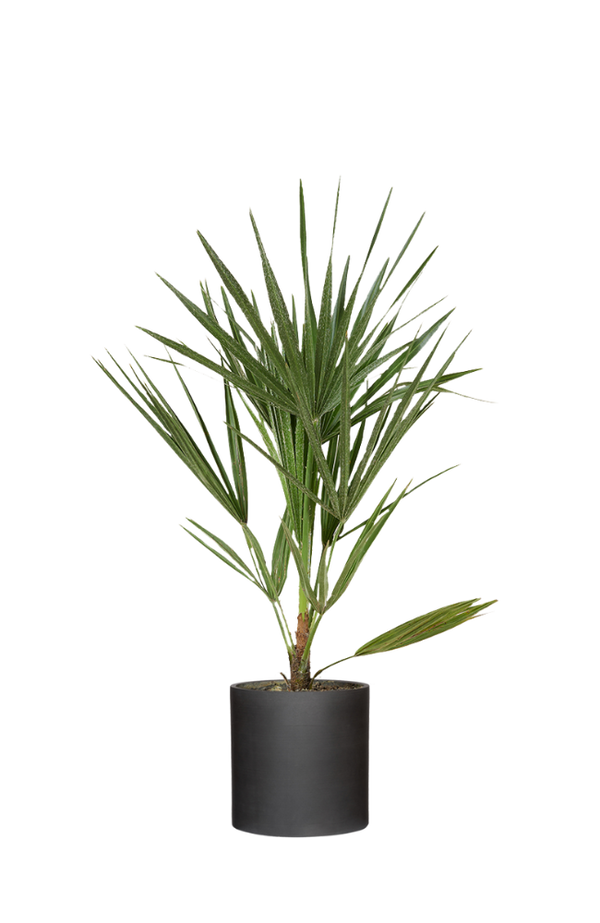 Chamaerops Humilis - Zwergpalme Ø:15 H:50 cm