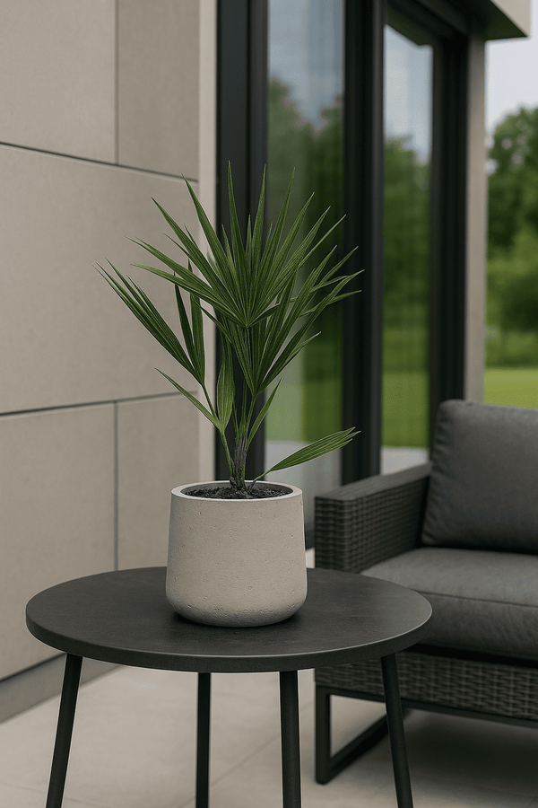 Chamaerops Humilis - Zwergpalme Ø:15 H:50 cm