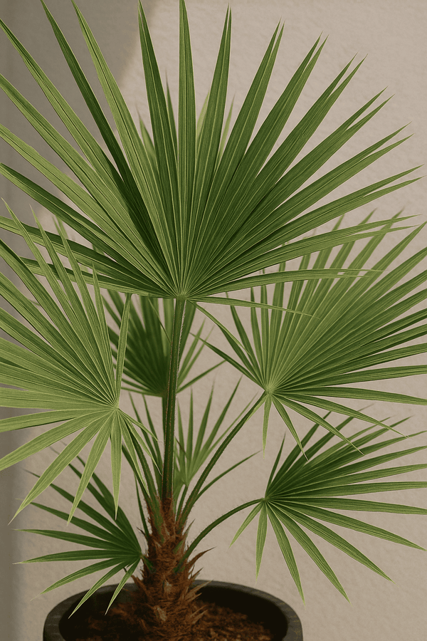 Chamaerops Humilis - Zwergpalme Ø:19 H:65 cm