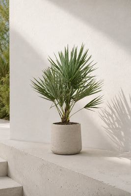 Chamaerops Humilis - Zwergpalme
