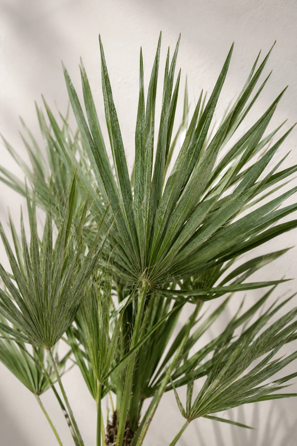 Zwergpalme - Chamaerops Humilis, tierfreundlich