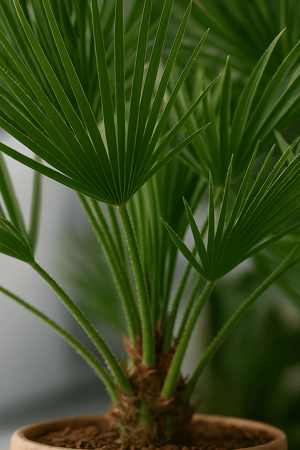 zwergpalme zimmerpflanze Chamaerops Humilis - Zwergpalme Ø:24 H:100 cm