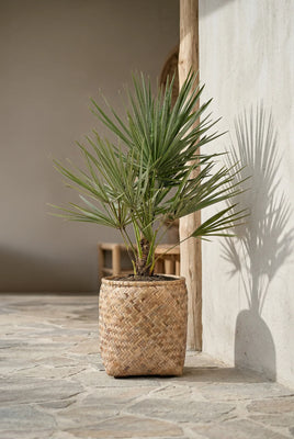 Chamaerops Humilis - Zwergpalme