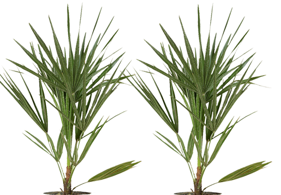 2x Chamaerops Humilis - Zwergpalme Ø:15 H:50 cm