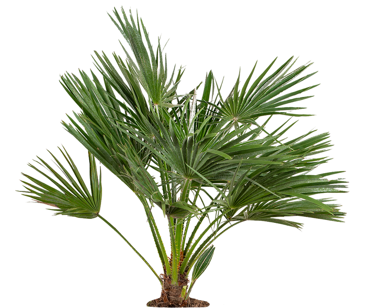 Chamaerops Humilis - Zwergpalme Ø:24 H:100 cm