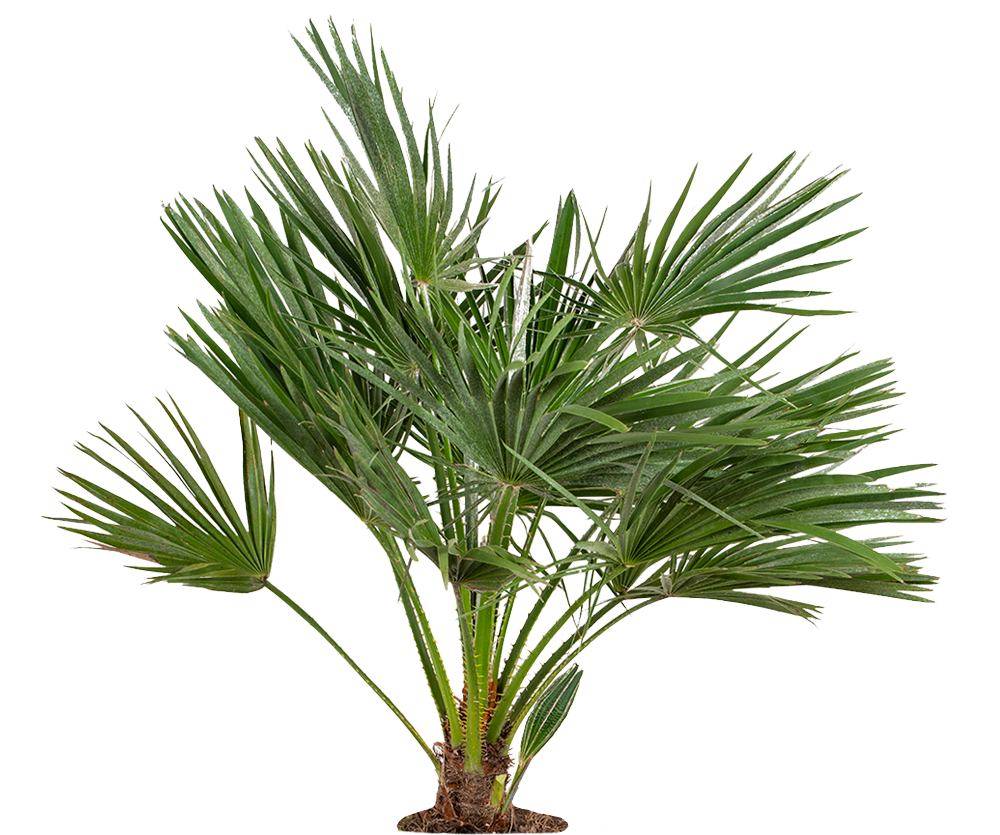 Chamaerops Humilis - Zwergpalme Ø:24 H:100 cm