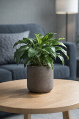 Charlie Black Washed Finestgreen 