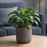 Charlie Black Washed Finestgreen 