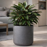 Charlie Black Washed Finestgreen 