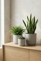 Charlie Grey Washed 3er Set Finestgreen 