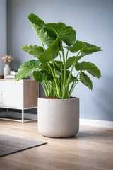 Charlie Grey Washed Finestgreen 