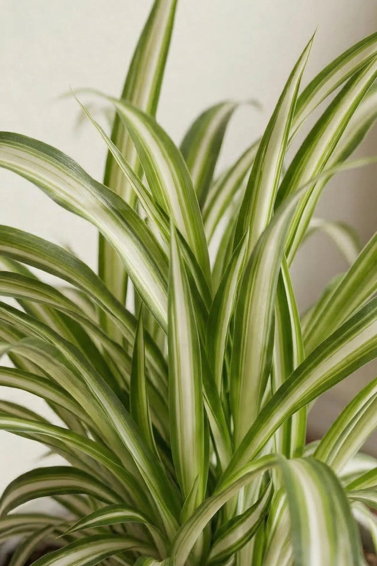 Chlorophytum comosum Variegatum - Grünlilie - H: 25 cm