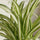 Chlorophytum comosum Variegatum - Grünlilie - Finestgreen