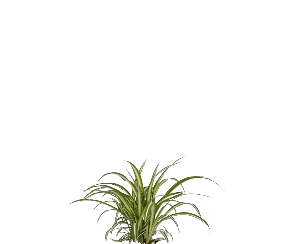 Chlorophytum comosum Variegatum - Grünlilie